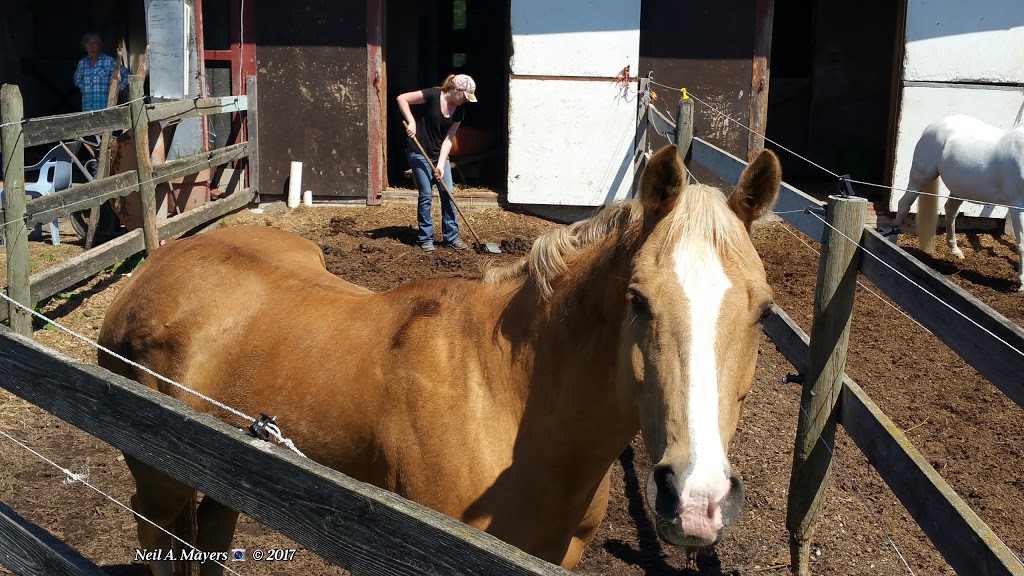 Valle Vista Stables | 6281 Lochside Dr, Saanichton, BC V8M 1Y5, Canada | Phone: (250) 888-1131