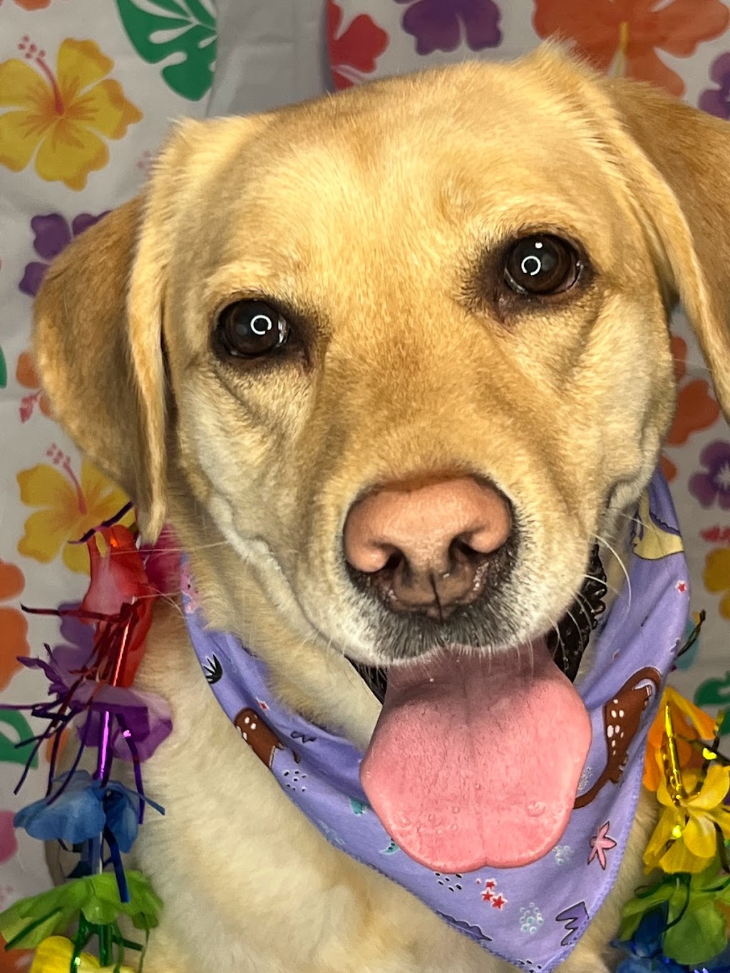 Scruffy Dooz Dog Grooming | 3 Hesham Dr, Whitby, ON L1M 2J9, Canada | Phone: (416) 799-8500