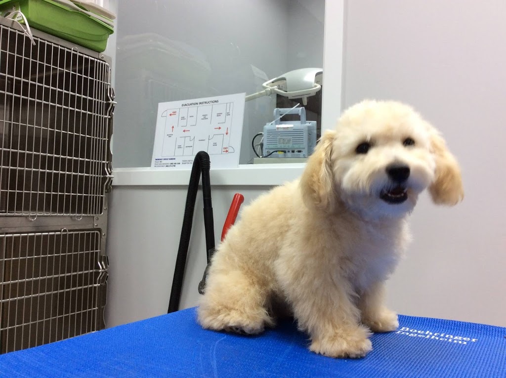 Lacoste Animal Hospital | 50 Lacoste Blvd #117, Brampton, ON L6P 3Z8, Canada | Phone: (905) 913-8888