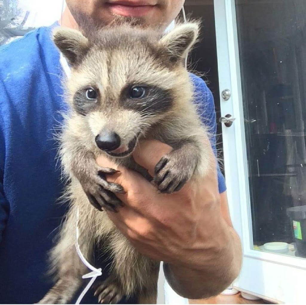 Apex Wildlife & Pest Control Ltd | 30 Alphonsus Ct, Tottenham, ON L0G 1W0, Canada | Phone: (647) 988-5034