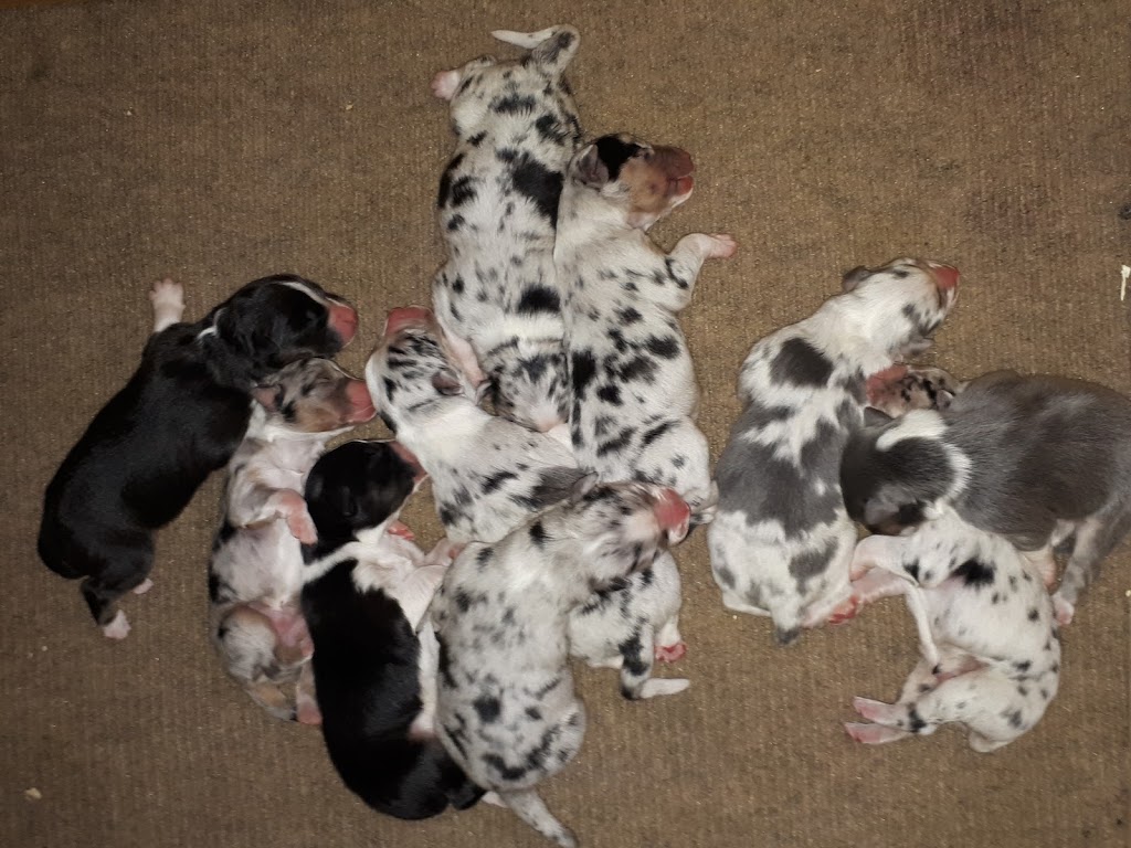 Animal Hospital on Bell Farm Road | 115 Bell Farm Rd Unit 110, Barrie, ON L4M 5G1, Canada | Phone: (705) 881-9980