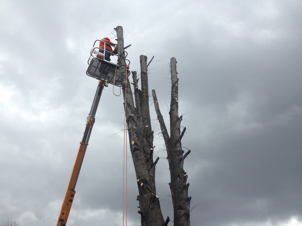 Nicholls Tree and Lawn Service Inc | 6109 Heritage Park Crescent, Orléans, ON K1C 7G8, Canada | Phone: (613) 882-3873