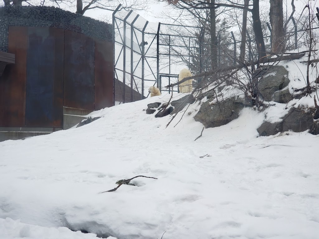 Habitat des ours polaires | 1675 Av. des Hôtels, Québec, QC G1W 4S3, Canada | Phone: (418) 659-5264