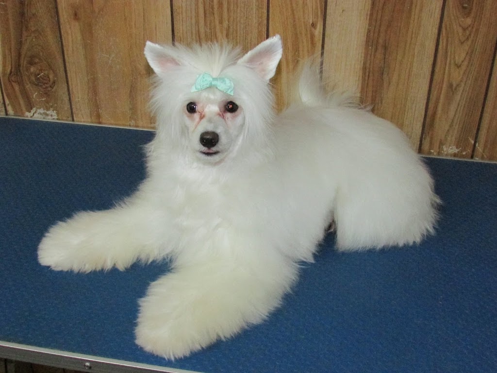 Cicis Coiffure Canine | 3480 Rue College, Sherbrooke, QC J1M 0B8, Canada | Phone: (819) 349-6852