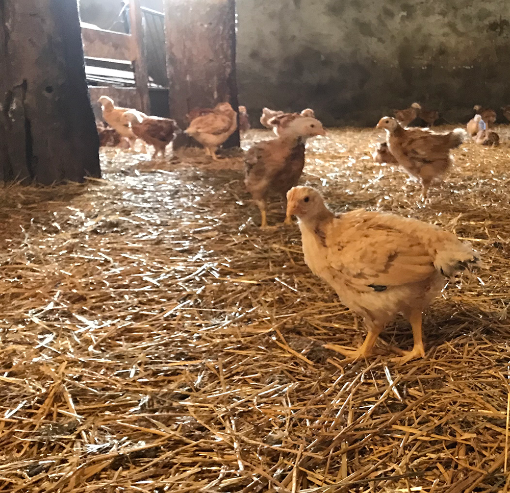 Barnarrow Farm | 062233, Dufferin County Rd 3, East Garafraxa, ON L9W 7H8, Canada | Phone: (519) 831-5845
