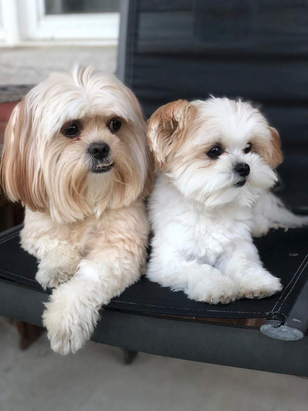 Bark Avenue Spaw | 6 Flowertown Ave, Brampton, ON L6X 2J9, Canada | Phone: (905) 495-6655