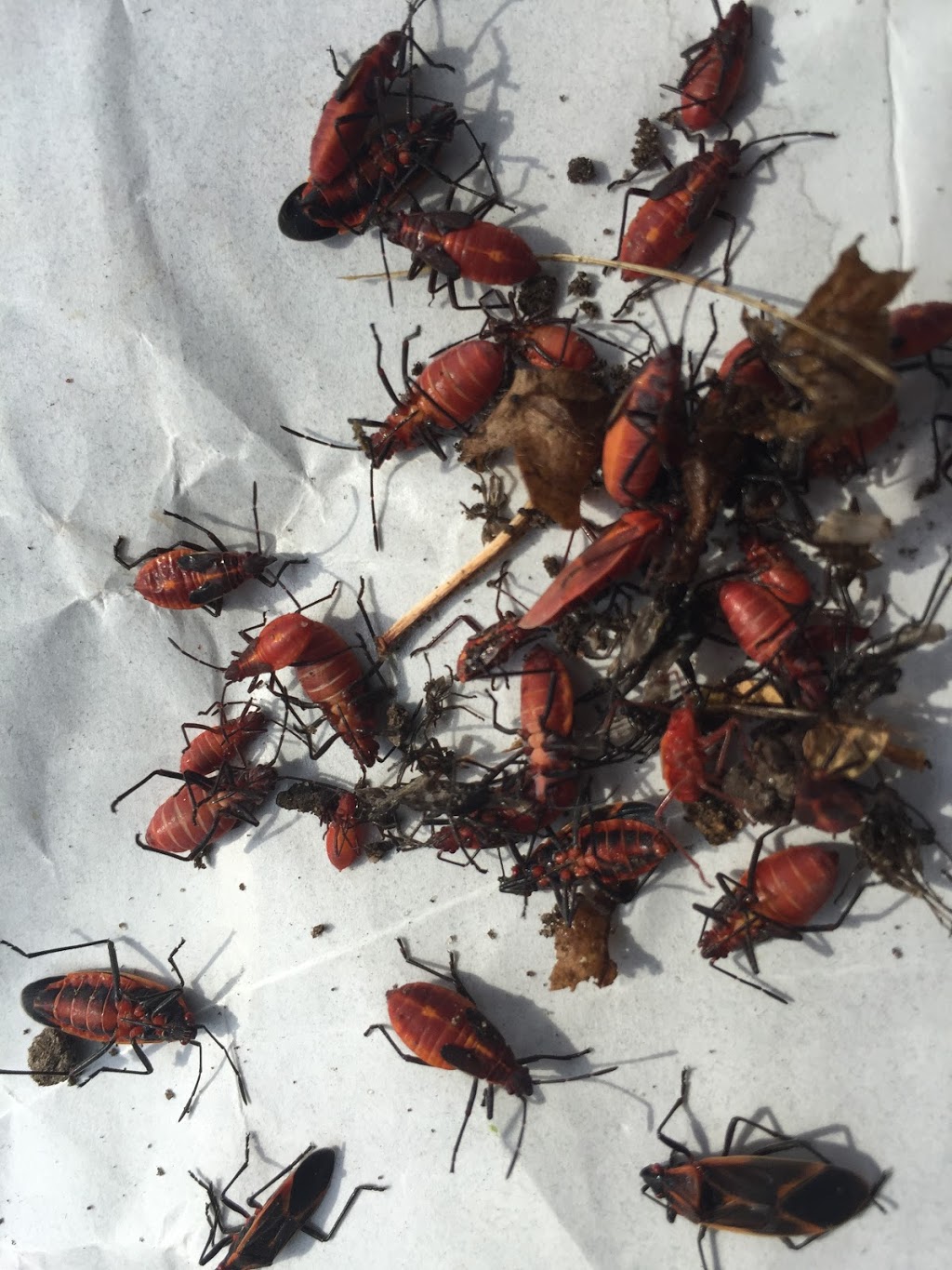 Barrier Pest Control | 212 Church St, Bradford, ON L3Z 1R2, Canada | Phone: (905) 252-7378