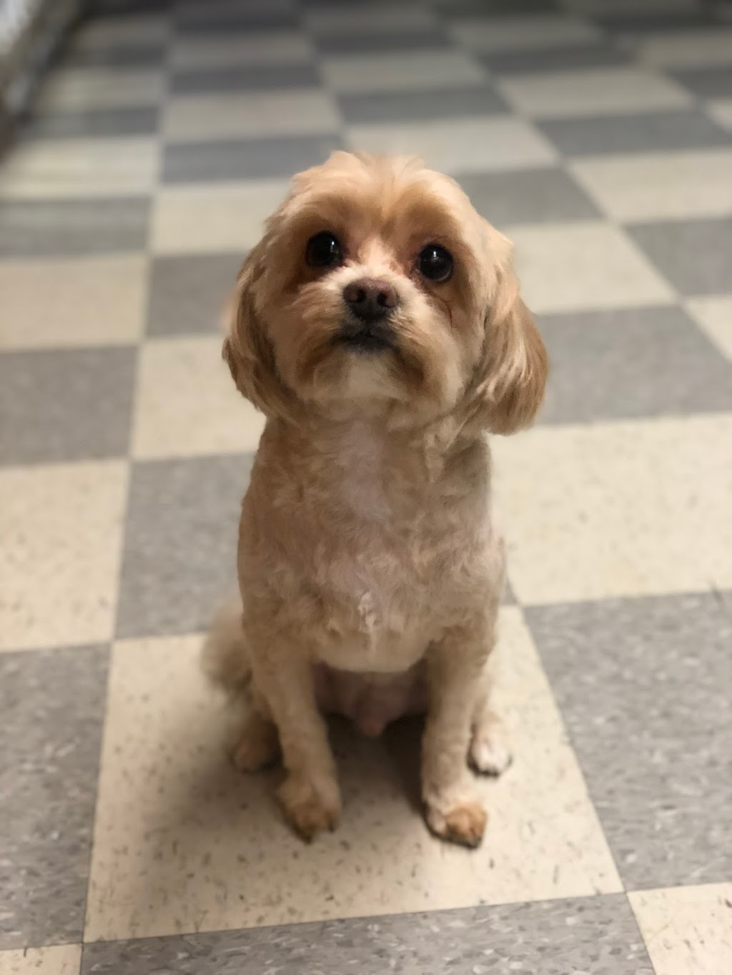 Besos Pet Salon | 1111 Cobden Rd, Ottawa, ON K2L 3M3, Canada | Phone: (613) 716-7387