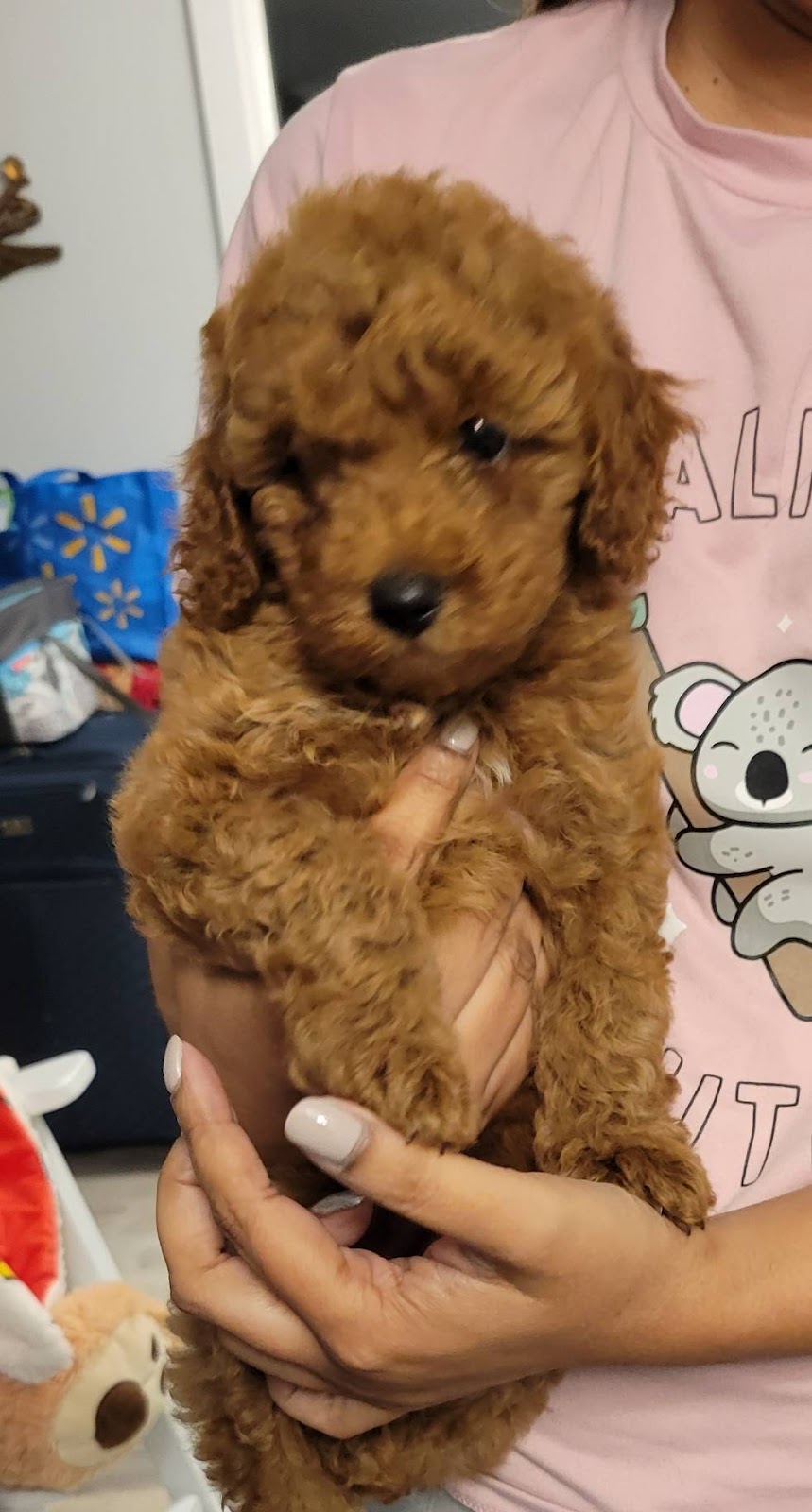 Cute Little Paws | 16 St Louis Rd, Winnipeg, MB R2M 3J5, Canada | Phone: (403) 918-8461