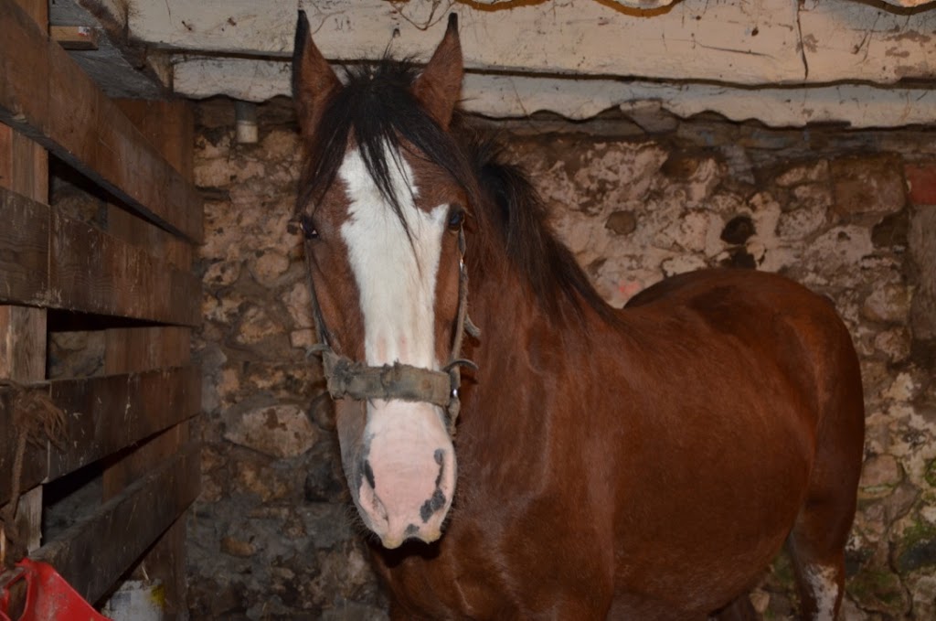 Sky Ridge Clydesdales | 386191 Side Rd 20, Mono, ON L9W 6V3, Canada | Phone: (519) 938-8958