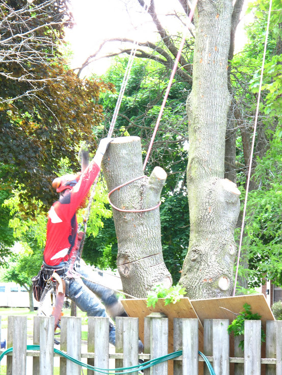 Capella Tree Service | 3 Avra Ct, Guelph, ON N1H 7B2, Canada | Phone: (519) 830-6634