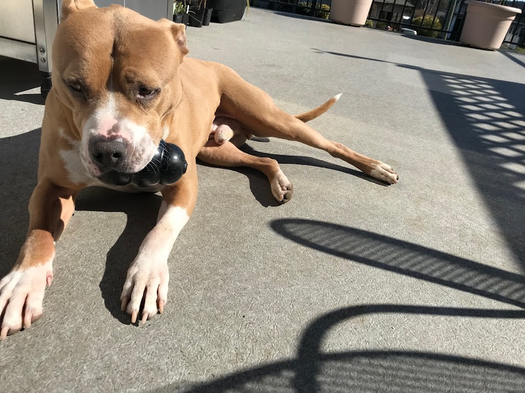 Happiest Pup Pet Services | 3085 Departure Bay Rd, Nanaimo, BC V9T 1B6, Canada | Phone: (250) 268-4493
