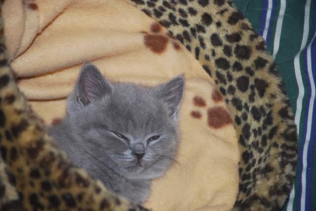 Raincoastca and Kitty Magic Cattery | 3645 Dix Rd, Nanaimo, BC V9T 2W1, Canada | Phone: (250) 618-7676
