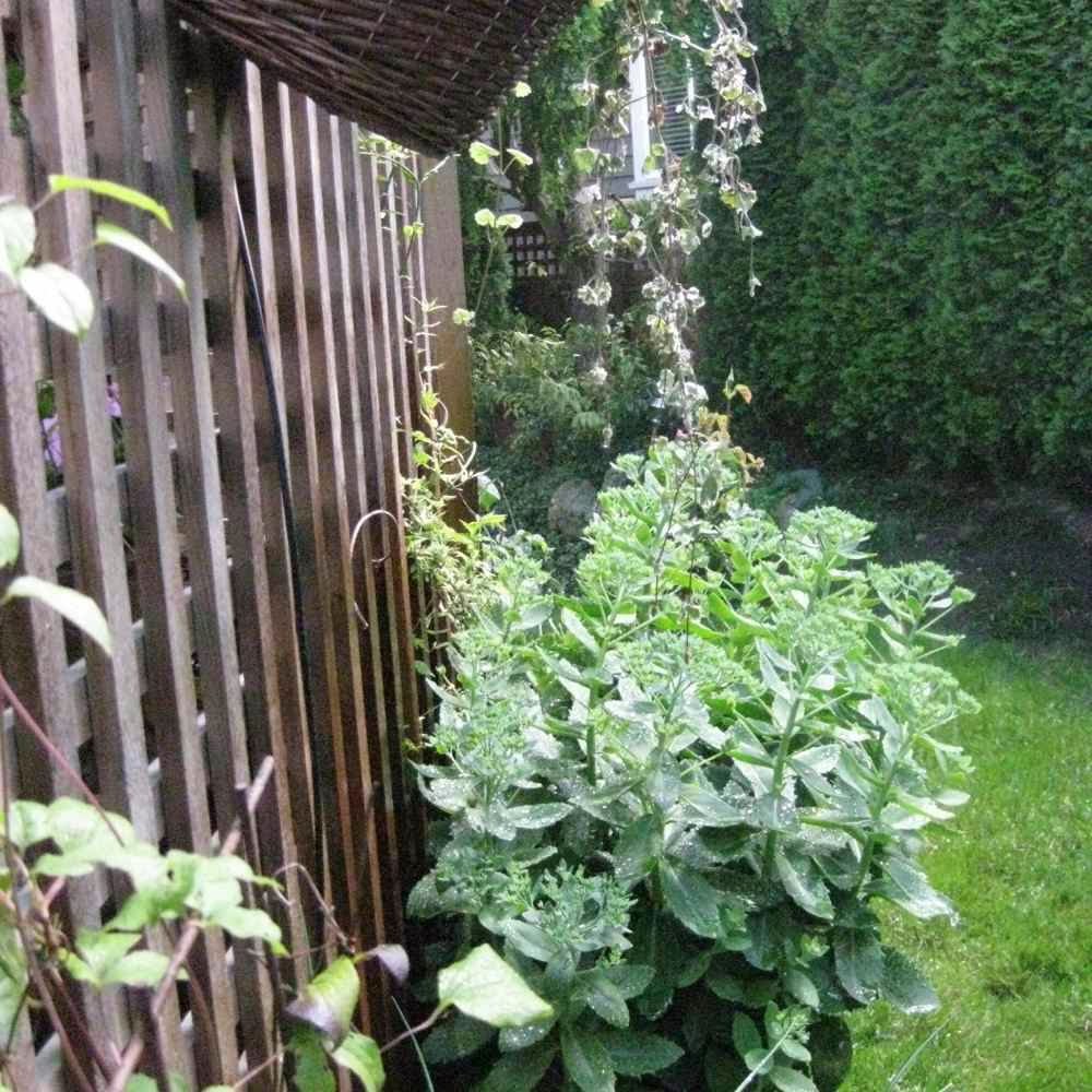 Cascadia Sprinklers | 3942 156b St, Surrey, BC V3S 0K8, Canada | Phone: (604) 773-8923