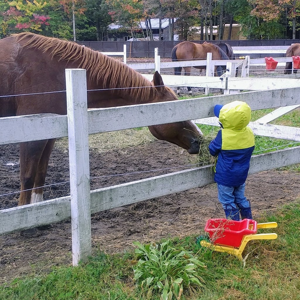 Zoothérapie anime-maux | 2692 Chemin du Ruisseau Saint Georges S, Saint-Jacques, QC J0K 2R0, Canada | Phone: (514) 222-1836