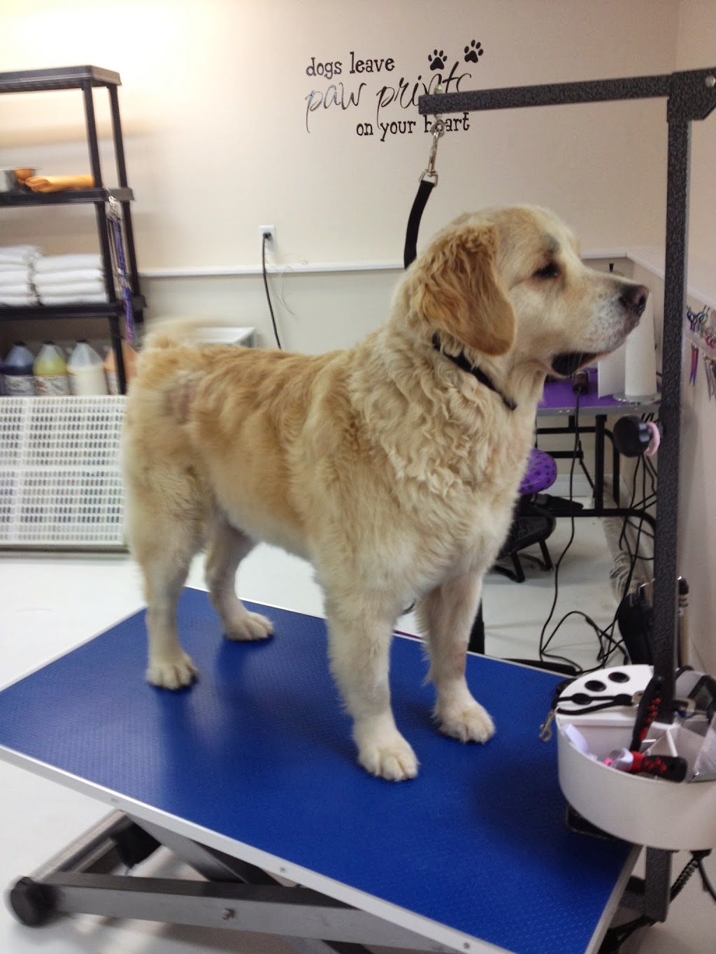 Four Muddy Paws Grooming | 1575 NS-325, Chelsea, NS B4V 7L6, Canada | Phone: (902) 685-3374