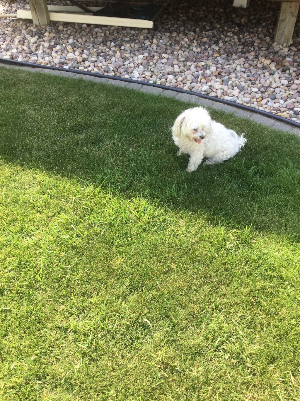 MAXIGREEN FERTILIZING & WEED CONTROL | 12813 58 St NW, Edmonton, AB T5A 4X1, Canada | Phone: (780) 444-3378