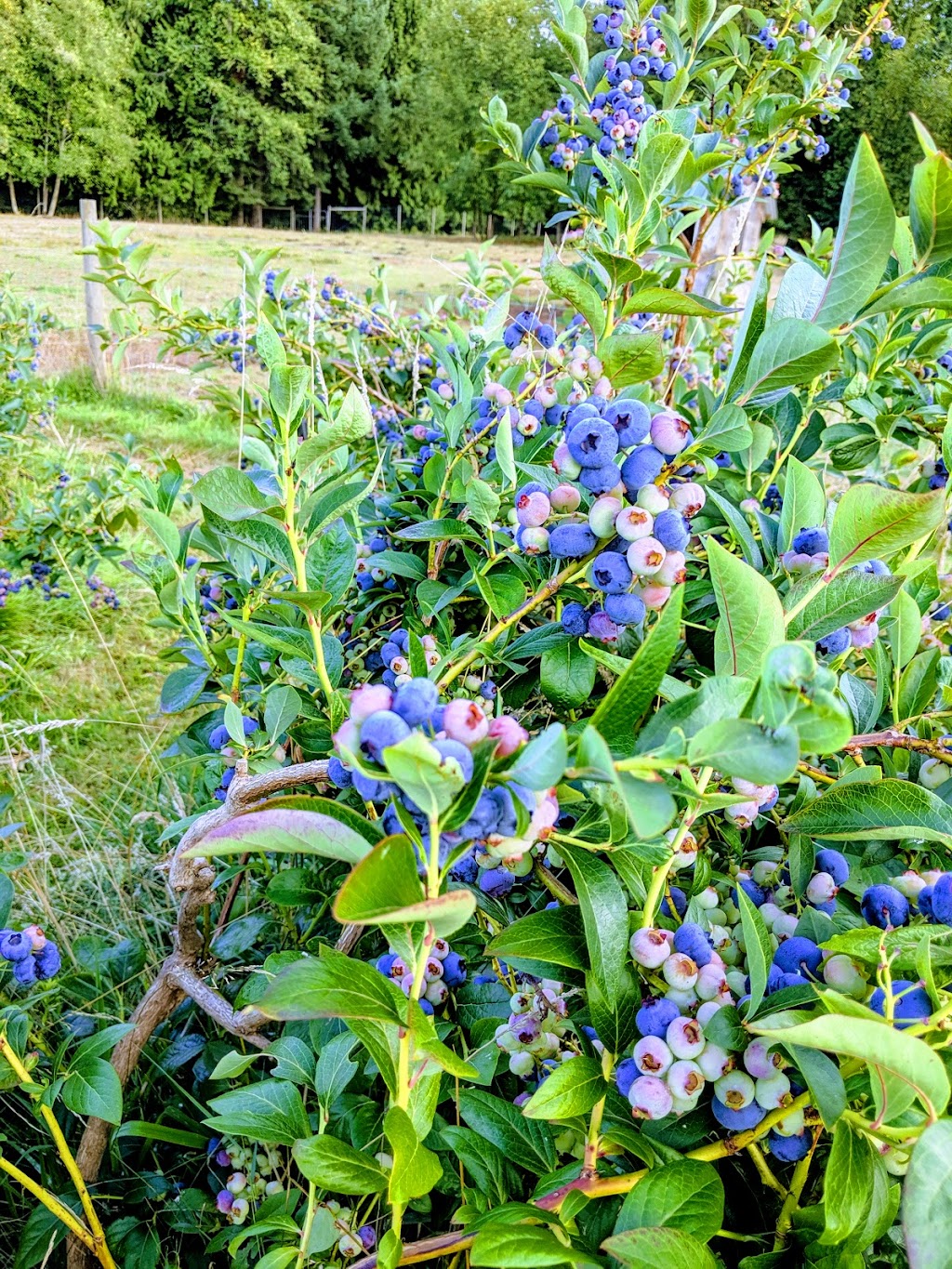 Stocking Creek Farm | 10735 Edgelow Rd S, Ladysmith, BC V9G 1X6, Canada | Phone: (250) 245-8615
