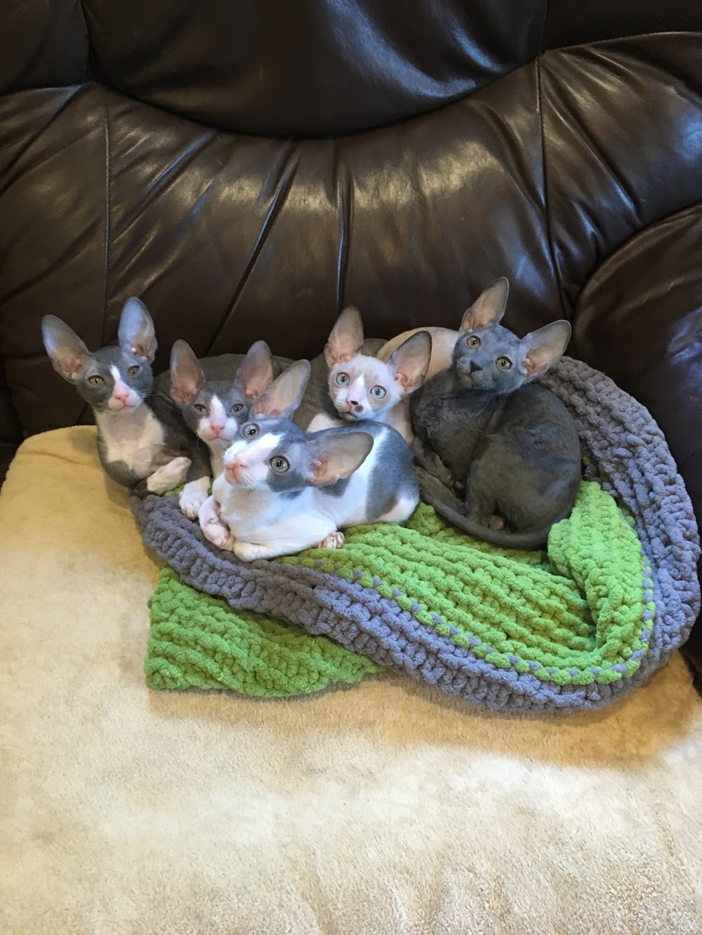 Rexpertise élevage de chats Cornish Rex de Cornouailles | 380 Rue Reynolds, Granby, QC J2G 5W5, Canada | Phone: (450) 991-2697