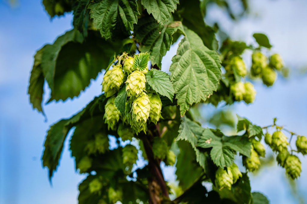 Stormy Acres Hops | 64247 418 Ave E #100, Rural Foothills, AB T0L 0A0, Canada | Phone: (403) 652-4040