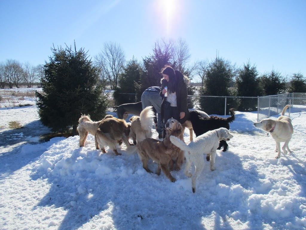 For The Love Of Dogs In Home Boarding | 239 Fallis Line, Millbrook, ON L0A 1G0, Canada | Phone: (705) 740-5535