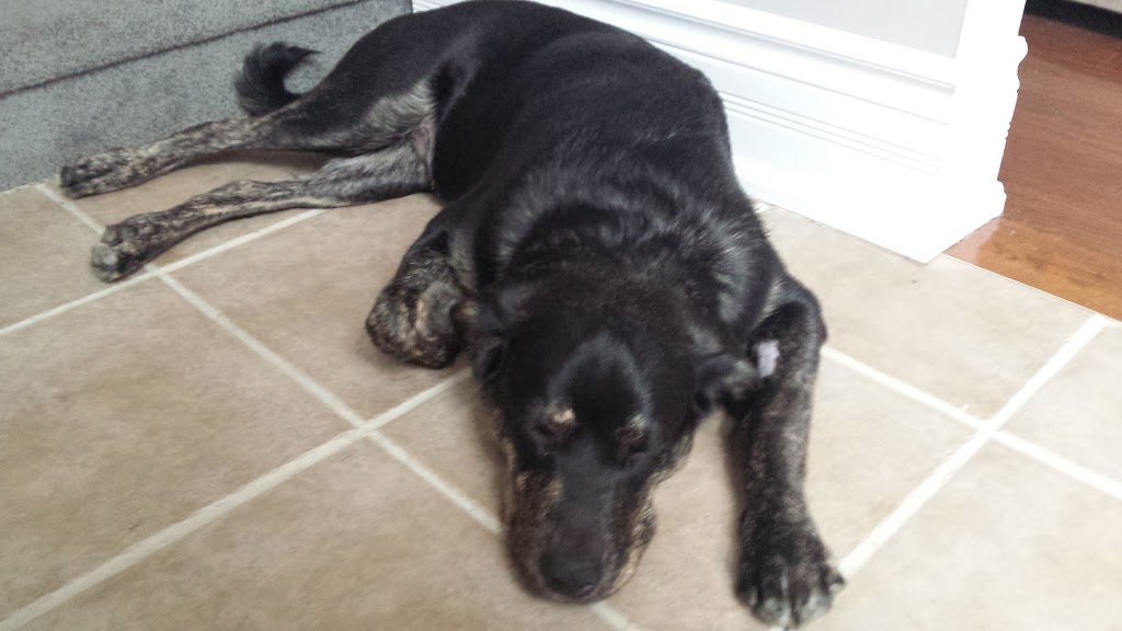 Oshawa Animal Hospital | 670 Taunton Rd W, Oshawa, ON L1L 0N9, Canada | Phone: (905) 728-4644