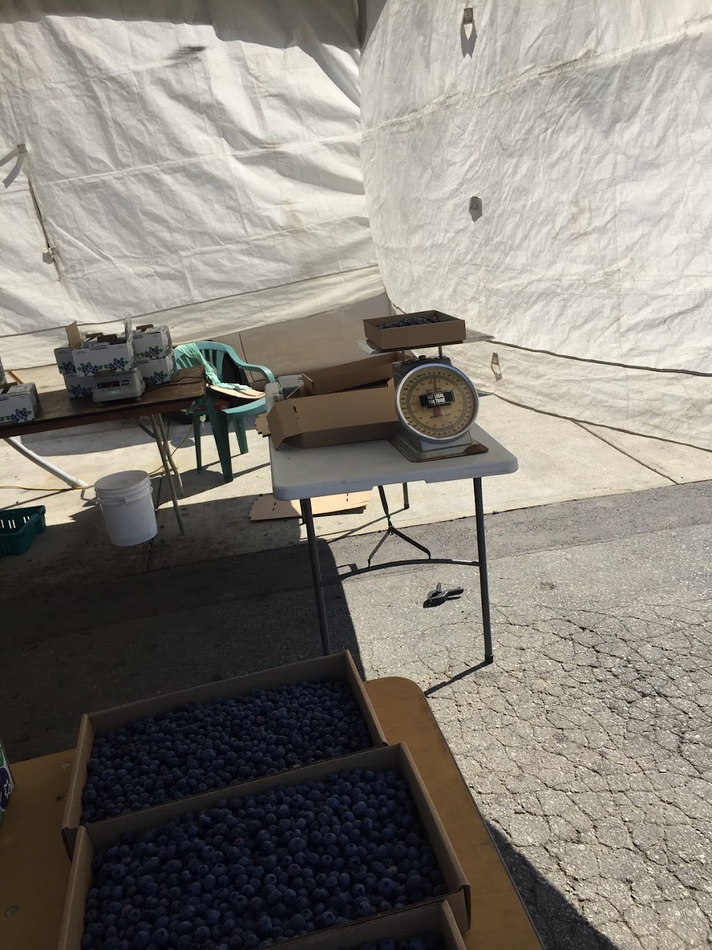 Blueberry Farm | 15211 72 Ave, Surrey, BC V3S 2G4, Canada | Phone: (778) 536-5951
