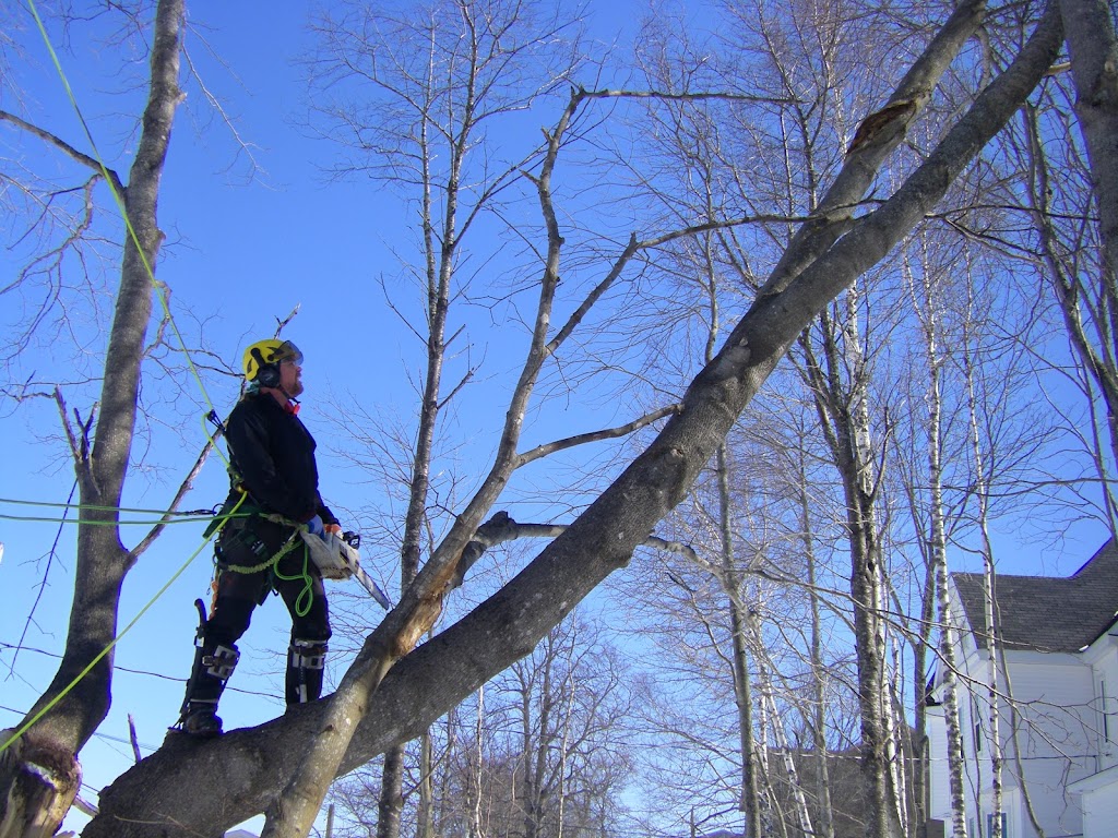 Kevin Anderson Tree Care now WOODPECKER TREE CARE | 17 School Ln, Sackville, NB E4L 3J8, Canada | Phone: (506) 536-0021