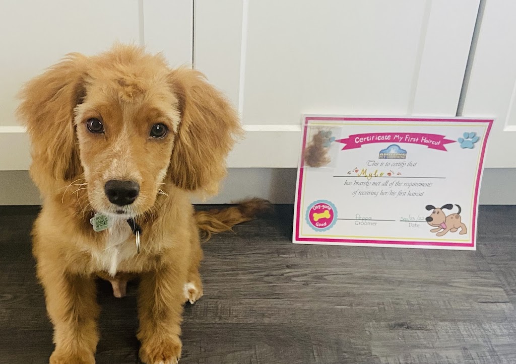 Amazing Pet Grooming | 383 Elgin St N Unit #1, Cambridge, ON N1R 8C1, Canada | Phone: (647) 368-7220