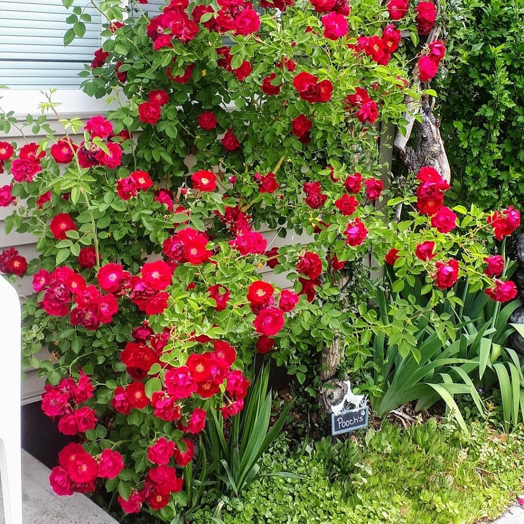 Desert Rose Reiki | 634 Papineau St, Penticton, BC V2A 4X7, Canada | Phone: (250) 328-8968
