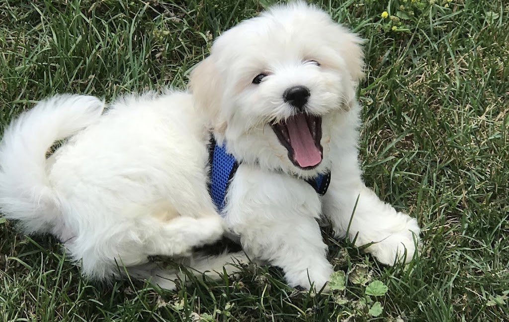 McCann Professional Dog Trainers | Brock Road, Hamilton, ON L9H 5E4, Canada | Phone: (905) 659-1888