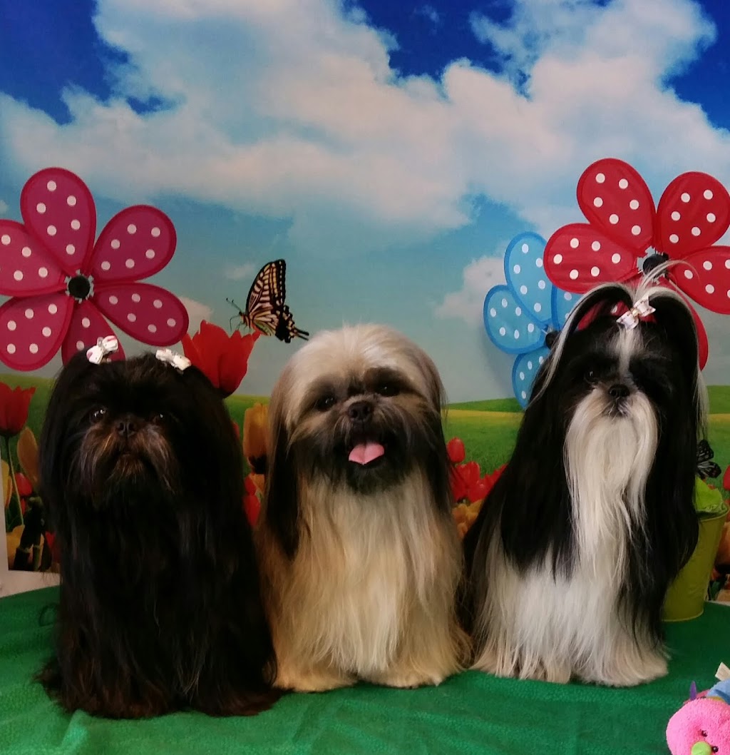 Fur Babies | 456 Vodden St E, Brampton, ON L6S 5V1, Canada | Phone: (905) 792-0428