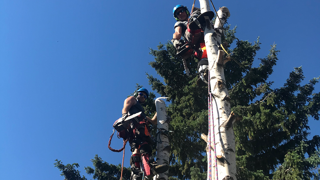 Bordernorth Tree Services & Construction | 224028 Priddis Ridge Rd W, Priddis, AB T0L 1W1, Canada | Phone: (587) 216-8372