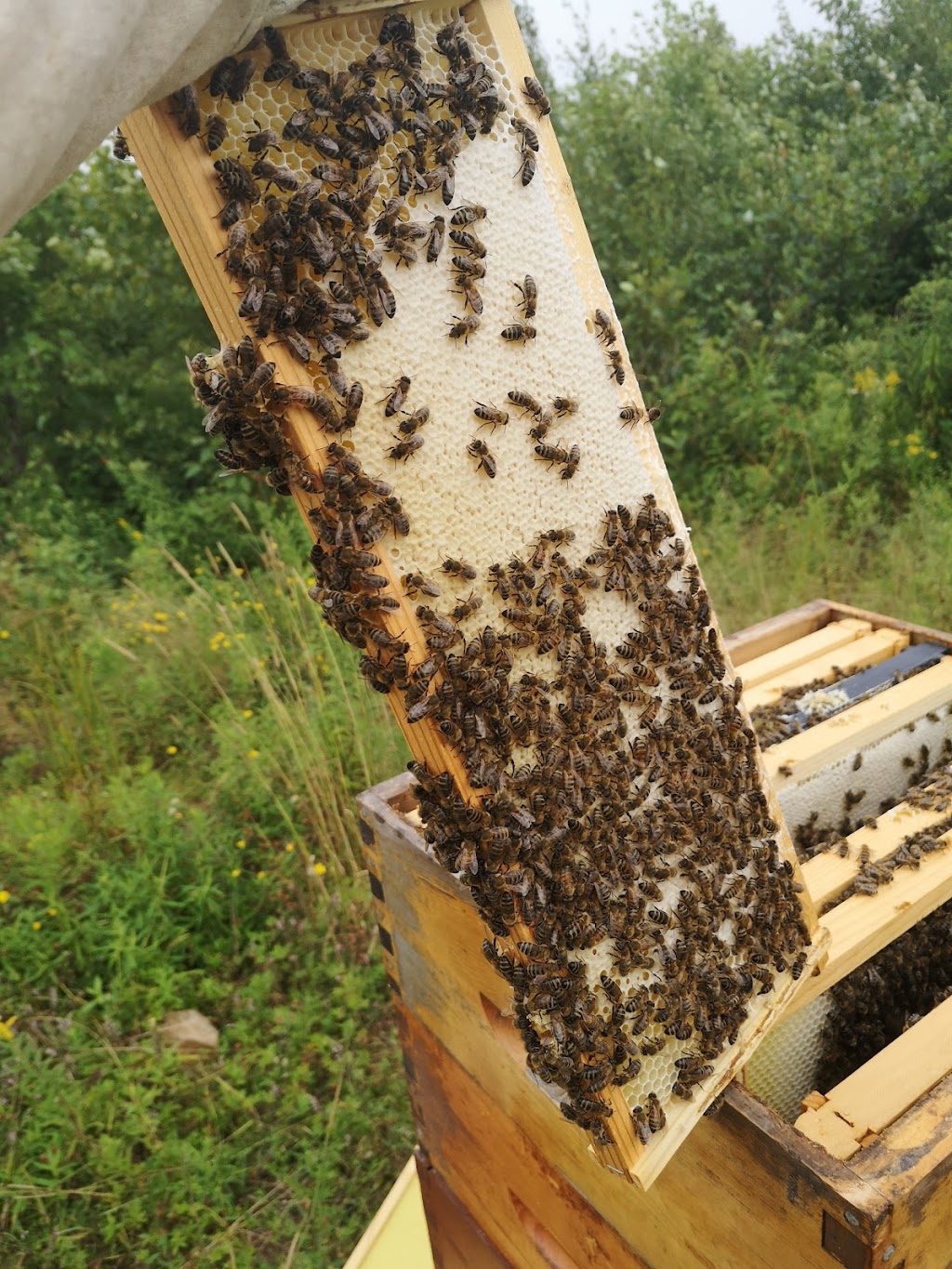 Ames Wildflower Honey | 345 Marketway Ln, Timberlea, NS B3T 0K9, Canada | Phone: (902) 809-8204
