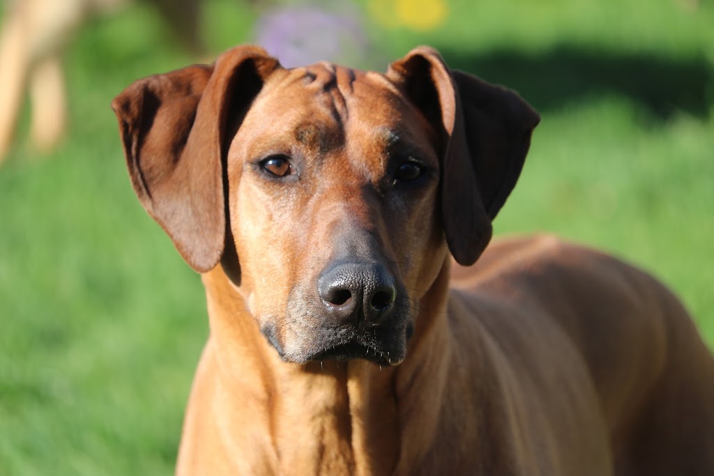 Beadog Pet Services | 211 Jackson St S, Walkerton, ON N0G 2V0, Canada | Phone: (519) 889-1529
