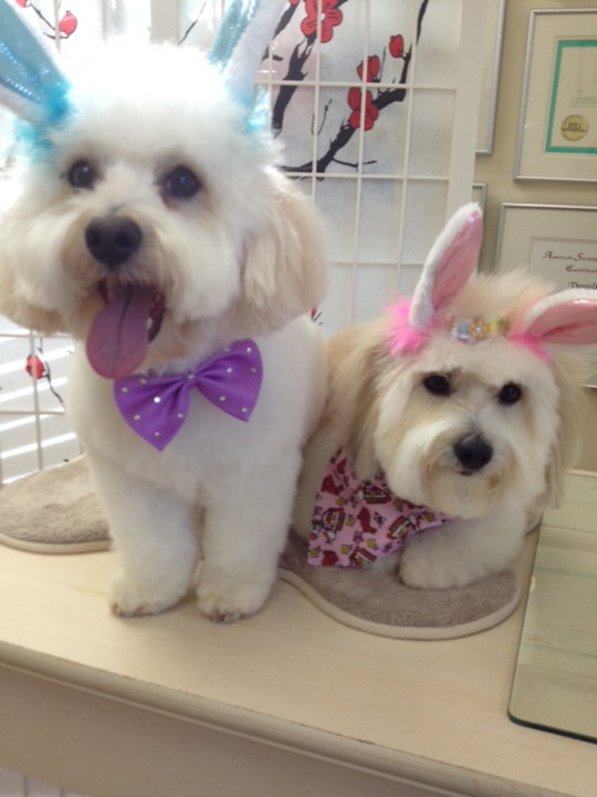 Danielles Dog Grooming Studio | 36675 Dawson Rd, Abbotsford, BC V3G 2L1, Canada | Phone: (604) 996-1213