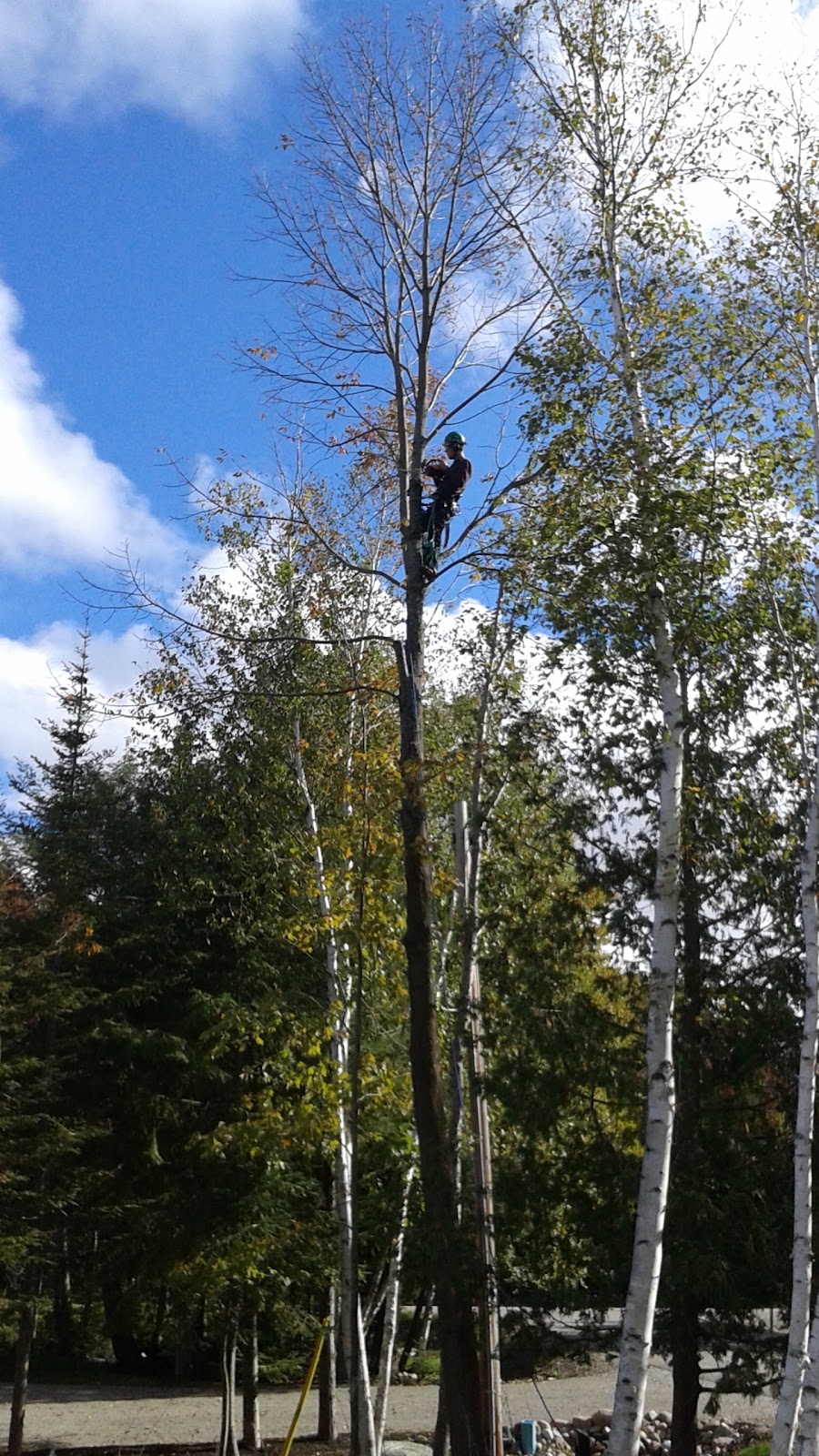 Shantz Tree Solutions | Oxford Waterloo Rd, New Dundee, ON N0B 2E0, Canada | Phone: (519) 588-5958