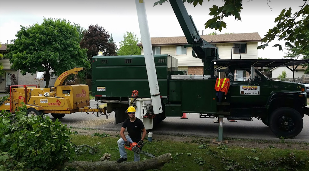 Beaver Tree Removal | 119 Guest Ct, St. Marys, ON N4X 1E5, Canada | Phone: (519) 857-8215