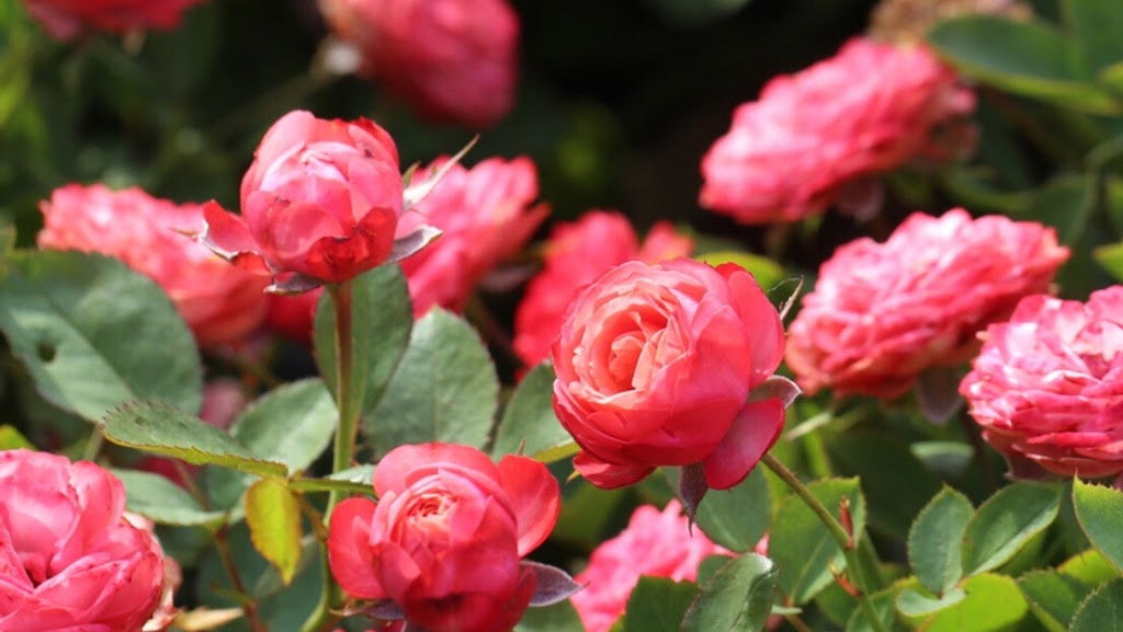 Happy Valley Recreation Club | 14411 Harris Rd, Pitt Meadows, BC V3Y 2T2, Canada | Phone: (604) 339-9908