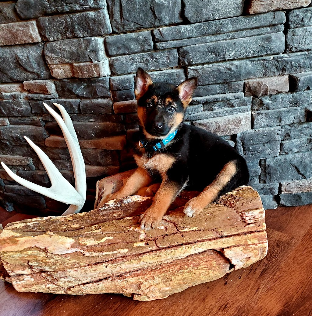 Narrow Lakes German Shepherds | R.R.#1, Richard, SK S0M 2P0, Canada | Phone: (306) 480-8017