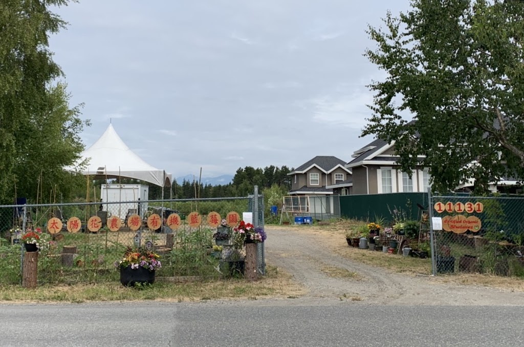 Sunflower Organic Blueberry Farm | 11131 Blundell Rd, Richmond, BC V6Y 1L4, Canada | Phone: (778) 996-4832