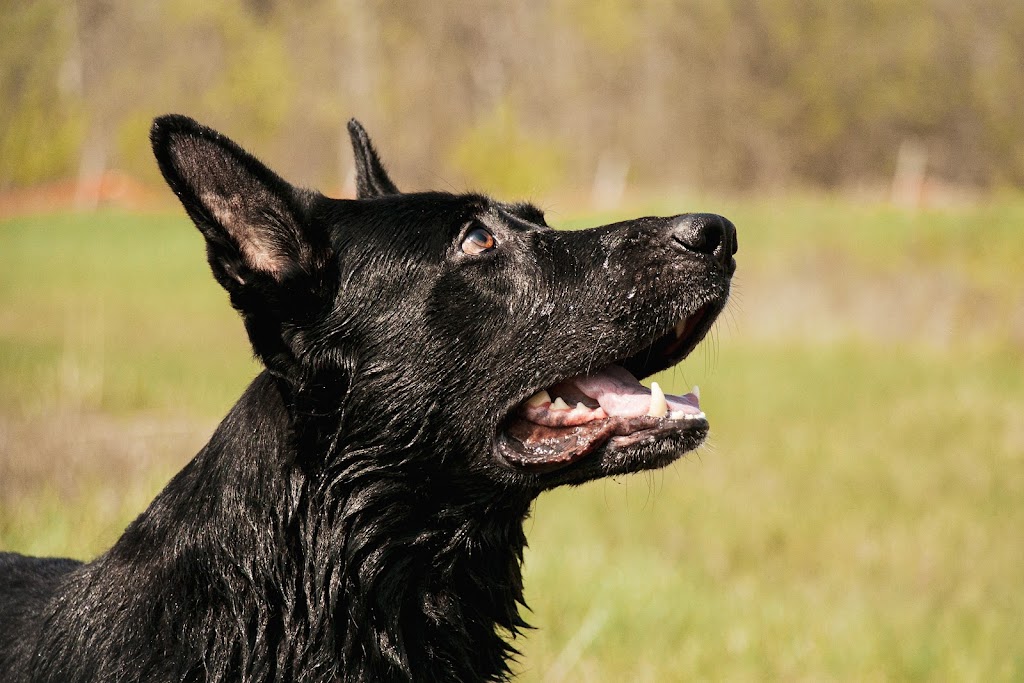Duo Dog Training | 98 William St #208, Mississauga, ON L5M 1J5, Canada | Phone: (647) 219-5634