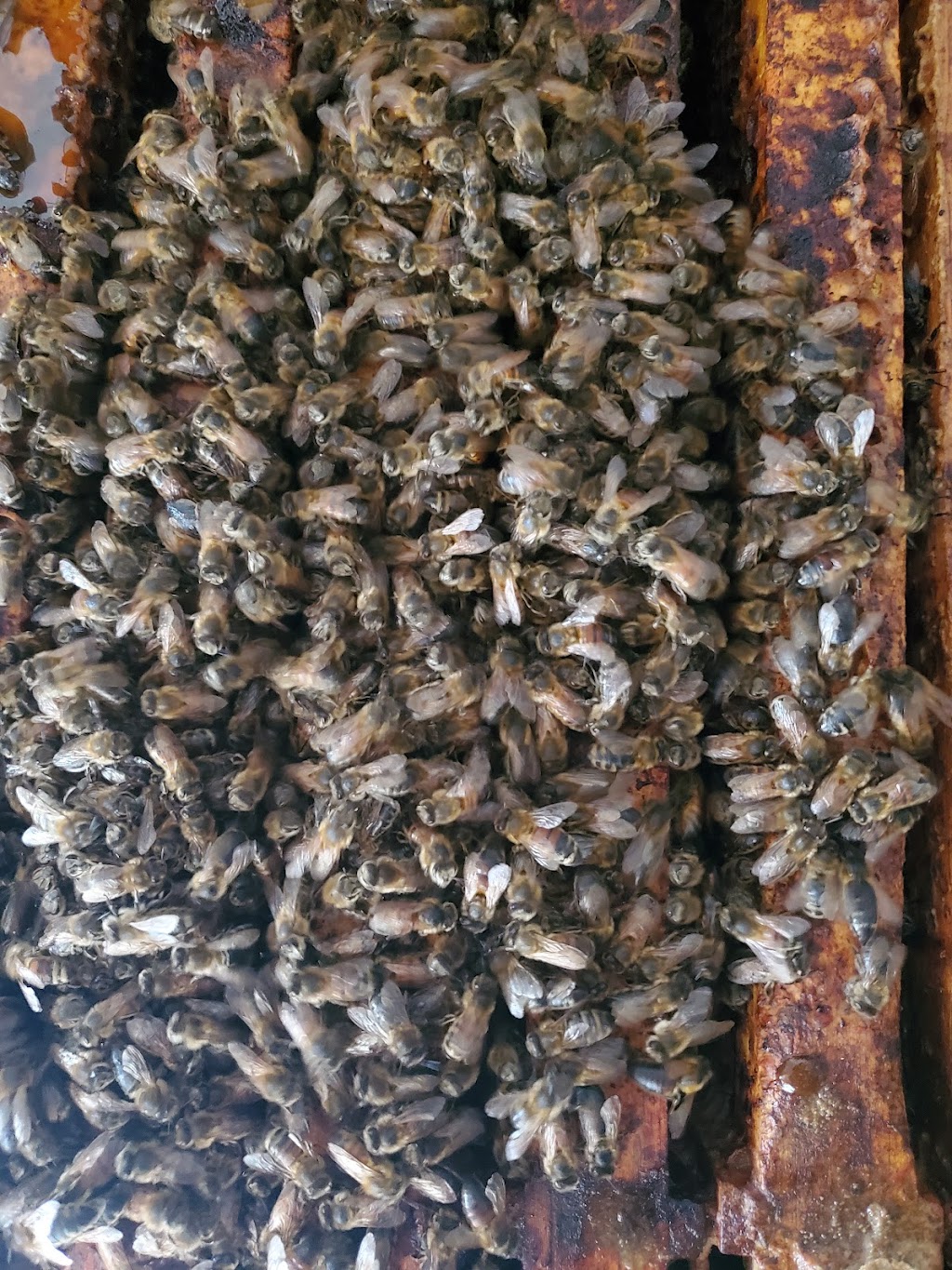 Sandilands Apiary | 48112 Provincial Trunk Hwy 12, Zhoda, MB R0A 2P0, Canada | Phone: (204) 408-4250