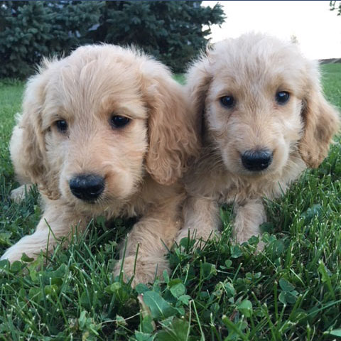 Cedar Echo Family Kennel | 1330 Hale School Rd, Florence, ON N0P 1R0, Canada | Phone: (519) 692-5027