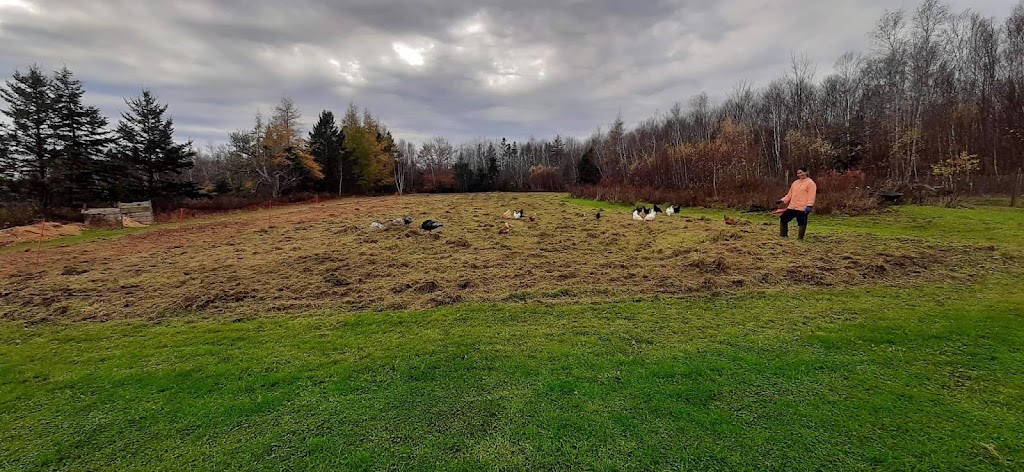 Heritage Life Farm | 1144 N Range Crossing Rd, Barton, NS B0W 1H0, Canada | Phone: (902) 972-1140