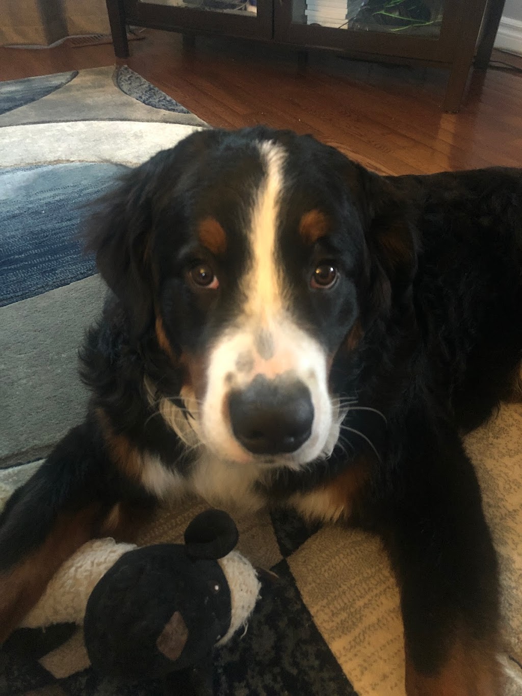 McNeely Animal Hospital | 320 Coleman St #3a, Carleton Place, ON K7C 0B5, Canada | Phone: (613) 253-2602