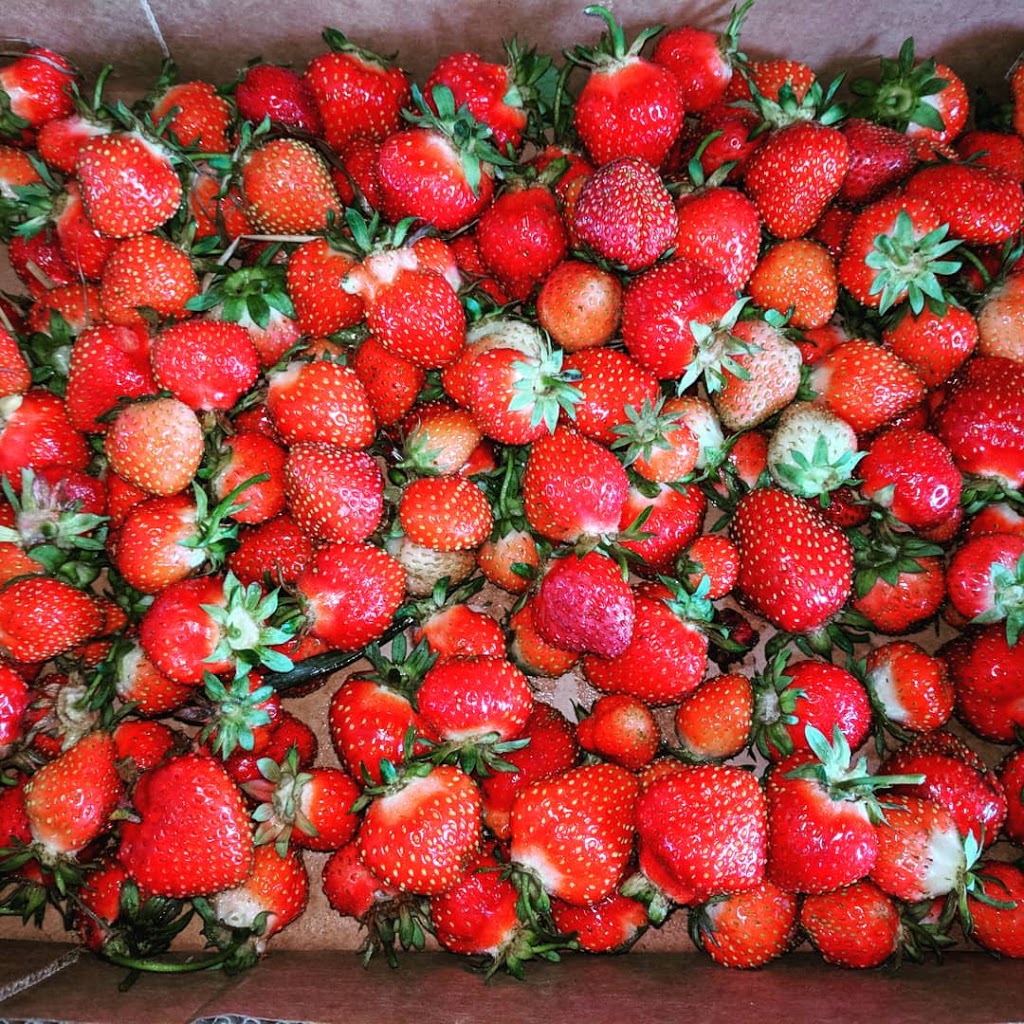 Big Rock Berry Farm | 51310 Range Rd 261 #3, Spruce Grove, AB T7Y 1B5, Canada | Phone: (780) 886-3387