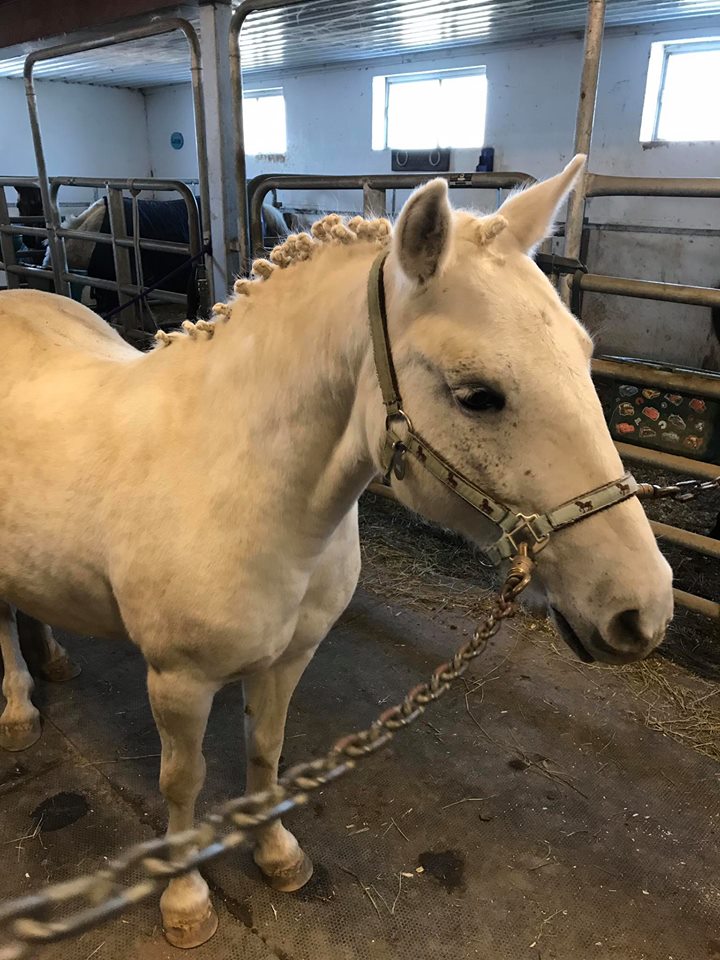 Stable SunnyBreeze Stable | 4552 Chemin Bellerive, Carignan, QC J3L 3P9, Canada | Phone: (514) 641-4627