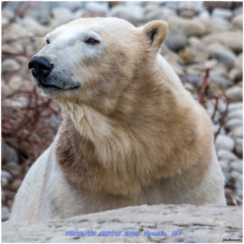 Polar Bear Exhibit | 2000 Meadowvale Rd, Scarborough, ON M1B 5K7, Canada | Phone: (416) 392-5929
