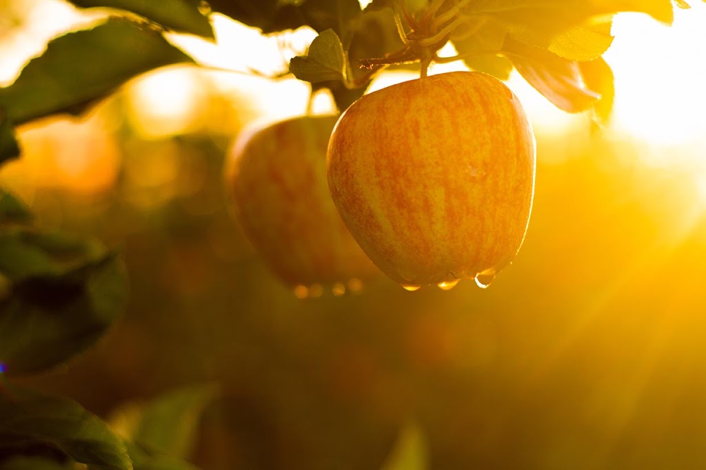 Kings Mill Cider | 596 Kings Mill Rd, Stirling, ON K0K 3E0, Canada | Phone: (613) 395-4079